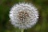 images/bilder/pusteblume-1.jpg