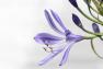 images/blumen//agapanthus.jpg