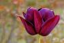 images/blumen//tulpe.jpg